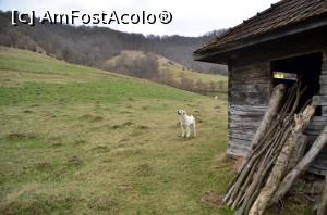 [P19] Excursie pe Valea Cernei hunedorene - casa părăsită din Lunca Cernei de Jos; vin câinii!  » foto by Dragoș_MD
 - 
<span class="allrVoted glyphicon glyphicon-heart hidden" id="av725929"></span>
<a class="m-l-10 hidden" id="sv725929" onclick="voting_Foto_DelVot(,725929,5564)" role="button">șterge vot <span class="glyphicon glyphicon-remove"></span></a>
<a id="v9725929" class=" c-red"  onclick="voting_Foto_SetVot(725929)" role="button"><span class="glyphicon glyphicon-heart-empty"></span> <b>LIKE</b> = Votează poza</a> <img class="hidden"  id="f725929W9" src="/imagini/loader.gif" border="0" /><span class="AjErrMes hidden" id="e725929ErM"></span>