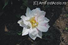 [P19]  -- <small>// FĂRĂ DESCRIERE</small> » foto by deliutza27
 - 
<span class="allrVoted glyphicon glyphicon-heart hidden" id="av68169"></span>
<a class="m-l-10 hidden" id="sv68169" onclick="voting_Foto_DelVot(,68169,5575)" role="button">șterge vot <span class="glyphicon glyphicon-remove"></span></a>
<a id="v968169" class=" c-red"  onclick="voting_Foto_SetVot(68169)" role="button"><span class="glyphicon glyphicon-heart-empty"></span> <b>LIKE</b> = Votează poza</a> <img class="hidden"  id="f68169W9" src="/imagini/loader.gif" border="0" /><span class="AjErrMes hidden" id="e68169ErM"></span>