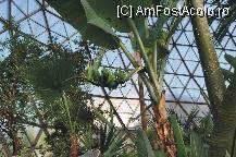 [P22] Sunt foarte curioasa daca bananele acelea se coc vreodata, iar daca se coc, cine le mananca? » foto by deliutza27
 - 
<span class="allrVoted glyphicon glyphicon-heart hidden" id="av68201"></span>
<a class="m-l-10 hidden" id="sv68201" onclick="voting_Foto_DelVot(,68201,5575)" role="button">șterge vot <span class="glyphicon glyphicon-remove"></span></a>
<a id="v968201" class=" c-red"  onclick="voting_Foto_SetVot(68201)" role="button"><span class="glyphicon glyphicon-heart-empty"></span> <b>LIKE</b> = Votează poza</a> <img class="hidden"  id="f68201W9" src="/imagini/loader.gif" border="0" /><span class="AjErrMes hidden" id="e68201ErM"></span>