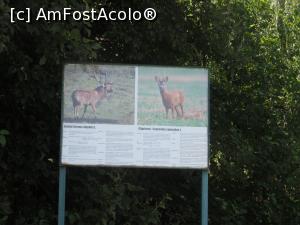 [P21] Grădina zoologică » foto by Michi
 - 
<span class="allrVoted glyphicon glyphicon-heart hidden" id="av1016174"></span>
<a class="m-l-10 hidden" id="sv1016174" onclick="voting_Foto_DelVot(,1016174,5575)" role="button">șterge vot <span class="glyphicon glyphicon-remove"></span></a>
<a id="v91016174" class=" c-red"  onclick="voting_Foto_SetVot(1016174)" role="button"><span class="glyphicon glyphicon-heart-empty"></span> <b>LIKE</b> = Votează poza</a> <img class="hidden"  id="f1016174W9" src="/imagini/loader.gif" border="0" /><span class="AjErrMes hidden" id="e1016174ErM"></span>