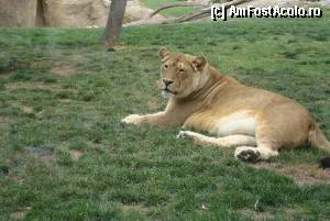 [P16] Bioparc Valencia » foto by chucky31*
 - 
<span class="allrVoted glyphicon glyphicon-heart hidden" id="av398089"></span>
<a class="m-l-10 hidden" id="sv398089" onclick="voting_Foto_DelVot(,398089,5604)" role="button">șterge vot <span class="glyphicon glyphicon-remove"></span></a>
<a id="v9398089" class=" c-red"  onclick="voting_Foto_SetVot(398089)" role="button"><span class="glyphicon glyphicon-heart-empty"></span> <b>LIKE</b> = Votează poza</a> <img class="hidden"  id="f398089W9" src="/imagini/loader.gif" border="0" /><span class="AjErrMes hidden" id="e398089ErM"></span>
