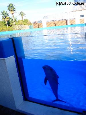 [P51] Oceanografic » foto by Ammelie
 - 
<span class="allrVoted glyphicon glyphicon-heart hidden" id="av570303"></span>
<a class="m-l-10 hidden" id="sv570303" onclick="voting_Foto_DelVot(,570303,5604)" role="button">șterge vot <span class="glyphicon glyphicon-remove"></span></a>
<a id="v9570303" class=" c-red"  onclick="voting_Foto_SetVot(570303)" role="button"><span class="glyphicon glyphicon-heart-empty"></span> <b>LIKE</b> = Votează poza</a> <img class="hidden"  id="f570303W9" src="/imagini/loader.gif" border="0" /><span class="AjErrMes hidden" id="e570303ErM"></span>