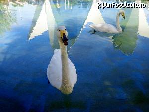 [P56] Oceanografic » foto by Ammelie
 - 
<span class="allrVoted glyphicon glyphicon-heart hidden" id="av570309"></span>
<a class="m-l-10 hidden" id="sv570309" onclick="voting_Foto_DelVot(,570309,5604)" role="button">șterge vot <span class="glyphicon glyphicon-remove"></span></a>
<a id="v9570309" class=" c-red"  onclick="voting_Foto_SetVot(570309)" role="button"><span class="glyphicon glyphicon-heart-empty"></span> <b>LIKE</b> = Votează poza</a> <img class="hidden"  id="f570309W9" src="/imagini/loader.gif" border="0" /><span class="AjErrMes hidden" id="e570309ErM"></span>