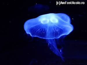 [P58] Oceanografic » foto by Ammelie
 - 
<span class="allrVoted glyphicon glyphicon-heart hidden" id="av570311"></span>
<a class="m-l-10 hidden" id="sv570311" onclick="voting_Foto_DelVot(,570311,5604)" role="button">șterge vot <span class="glyphicon glyphicon-remove"></span></a>
<a id="v9570311" class=" c-red"  onclick="voting_Foto_SetVot(570311)" role="button"><span class="glyphicon glyphicon-heart-empty"></span> <b>LIKE</b> = Votează poza</a> <img class="hidden"  id="f570311W9" src="/imagini/loader.gif" border="0" /><span class="AjErrMes hidden" id="e570311ErM"></span>