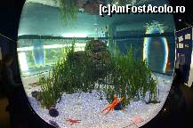 [P57] Oceanografic » foto by Muffin2009*
 - 
<span class="allrVoted glyphicon glyphicon-heart hidden" id="av420626"></span>
<a class="m-l-10 hidden" id="sv420626" onclick="voting_Foto_DelVot(,420626,5604)" role="button">șterge vot <span class="glyphicon glyphicon-remove"></span></a>
<a id="v9420626" class=" c-red"  onclick="voting_Foto_SetVot(420626)" role="button"><span class="glyphicon glyphicon-heart-empty"></span> <b>LIKE</b> = Votează poza</a> <img class="hidden"  id="f420626W9" src="/imagini/loader.gif" border="0" /><span class="AjErrMes hidden" id="e420626ErM"></span>