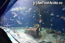 [P58] Oceanografic » foto by Muffin2009*
 - 
<span class="allrVoted glyphicon glyphicon-heart hidden" id="av420627"></span>
<a class="m-l-10 hidden" id="sv420627" onclick="voting_Foto_DelVot(,420627,5604)" role="button">șterge vot <span class="glyphicon glyphicon-remove"></span></a>
<a id="v9420627" class=" c-red"  onclick="voting_Foto_SetVot(420627)" role="button"><span class="glyphicon glyphicon-heart-empty"></span> <b>LIKE</b> = Votează poza</a> <img class="hidden"  id="f420627W9" src="/imagini/loader.gif" border="0" /><span class="AjErrMes hidden" id="e420627ErM"></span>