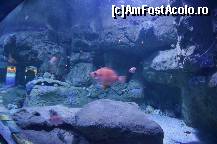 [P59] Oceanografic » foto by Muffin2009*
 - 
<span class="allrVoted glyphicon glyphicon-heart hidden" id="av420628"></span>
<a class="m-l-10 hidden" id="sv420628" onclick="voting_Foto_DelVot(,420628,5604)" role="button">șterge vot <span class="glyphicon glyphicon-remove"></span></a>
<a id="v9420628" class=" c-red"  onclick="voting_Foto_SetVot(420628)" role="button"><span class="glyphicon glyphicon-heart-empty"></span> <b>LIKE</b> = Votează poza</a> <img class="hidden"  id="f420628W9" src="/imagini/loader.gif" border="0" /><span class="AjErrMes hidden" id="e420628ErM"></span>