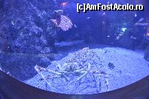 [P64] Oceanografic » foto by Muffin2009*
 - 
<span class="allrVoted glyphicon glyphicon-heart hidden" id="av420633"></span>
<a class="m-l-10 hidden" id="sv420633" onclick="voting_Foto_DelVot(,420633,5604)" role="button">șterge vot <span class="glyphicon glyphicon-remove"></span></a>
<a id="v9420633" class=" c-red"  onclick="voting_Foto_SetVot(420633)" role="button"><span class="glyphicon glyphicon-heart-empty"></span> <b>LIKE</b> = Votează poza</a> <img class="hidden"  id="f420633W9" src="/imagini/loader.gif" border="0" /><span class="AjErrMes hidden" id="e420633ErM"></span>
