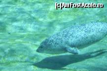 [P66] Oceanografic » foto by Muffin2009*
 - 
<span class="allrVoted glyphicon glyphicon-heart hidden" id="av420635"></span>
<a class="m-l-10 hidden" id="sv420635" onclick="voting_Foto_DelVot(,420635,5604)" role="button">șterge vot <span class="glyphicon glyphicon-remove"></span></a>
<a id="v9420635" class=" c-red"  onclick="voting_Foto_SetVot(420635)" role="button"><span class="glyphicon glyphicon-heart-empty"></span> <b>LIKE</b> = Votează poza</a> <img class="hidden"  id="f420635W9" src="/imagini/loader.gif" border="0" /><span class="AjErrMes hidden" id="e420635ErM"></span>