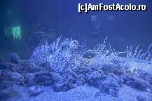 [P67] Oceanografic » foto by Muffin2009*
 - 
<span class="allrVoted glyphicon glyphicon-heart hidden" id="av420636"></span>
<a class="m-l-10 hidden" id="sv420636" onclick="voting_Foto_DelVot(,420636,5604)" role="button">șterge vot <span class="glyphicon glyphicon-remove"></span></a>
<a id="v9420636" class=" c-red"  onclick="voting_Foto_SetVot(420636)" role="button"><span class="glyphicon glyphicon-heart-empty"></span> <b>LIKE</b> = Votează poza</a> <img class="hidden"  id="f420636W9" src="/imagini/loader.gif" border="0" /><span class="AjErrMes hidden" id="e420636ErM"></span>