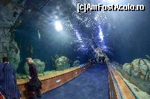 [P69] Oceanografic » foto by Muffin2009*
 - 
<span class="allrVoted glyphicon glyphicon-heart hidden" id="av420638"></span>
<a class="m-l-10 hidden" id="sv420638" onclick="voting_Foto_DelVot(,420638,5604)" role="button">șterge vot <span class="glyphicon glyphicon-remove"></span></a>
<a id="v9420638" class=" c-red"  onclick="voting_Foto_SetVot(420638)" role="button"><span class="glyphicon glyphicon-heart-empty"></span> <b>LIKE</b> = Votează poza</a> <img class="hidden"  id="f420638W9" src="/imagini/loader.gif" border="0" /><span class="AjErrMes hidden" id="e420638ErM"></span>