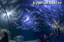 [P70] Oceanografic » foto by Muffin2009*
 - 
<span class="allrVoted glyphicon glyphicon-heart hidden" id="av420639"></span>
<a class="m-l-10 hidden" id="sv420639" onclick="voting_Foto_DelVot(,420639,5604)" role="button">șterge vot <span class="glyphicon glyphicon-remove"></span></a>
<a id="v9420639" class=" c-red"  onclick="voting_Foto_SetVot(420639)" role="button"><span class="glyphicon glyphicon-heart-empty"></span> <b>LIKE</b> = Votează poza</a> <img class="hidden"  id="f420639W9" src="/imagini/loader.gif" border="0" /><span class="AjErrMes hidden" id="e420639ErM"></span>