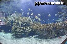 [P72] Oceanografic » foto by Muffin2009*
 - 
<span class="allrVoted glyphicon glyphicon-heart hidden" id="av420641"></span>
<a class="m-l-10 hidden" id="sv420641" onclick="voting_Foto_DelVot(,420641,5604)" role="button">șterge vot <span class="glyphicon glyphicon-remove"></span></a>
<a id="v9420641" class=" c-red"  onclick="voting_Foto_SetVot(420641)" role="button"><span class="glyphicon glyphicon-heart-empty"></span> <b>LIKE</b> = Votează poza</a> <img class="hidden"  id="f420641W9" src="/imagini/loader.gif" border="0" /><span class="AjErrMes hidden" id="e420641ErM"></span>