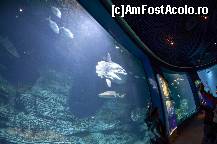 [P74] Oceanografic » foto by Muffin2009*
 - 
<span class="allrVoted glyphicon glyphicon-heart hidden" id="av420643"></span>
<a class="m-l-10 hidden" id="sv420643" onclick="voting_Foto_DelVot(,420643,5604)" role="button">șterge vot <span class="glyphicon glyphicon-remove"></span></a>
<a id="v9420643" class=" c-red"  onclick="voting_Foto_SetVot(420643)" role="button"><span class="glyphicon glyphicon-heart-empty"></span> <b>LIKE</b> = Votează poza</a> <img class="hidden"  id="f420643W9" src="/imagini/loader.gif" border="0" /><span class="AjErrMes hidden" id="e420643ErM"></span>