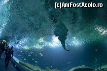 [P75] Oceanografic » foto by Muffin2009*
 - 
<span class="allrVoted glyphicon glyphicon-heart hidden" id="av420644"></span>
<a class="m-l-10 hidden" id="sv420644" onclick="voting_Foto_DelVot(,420644,5604)" role="button">șterge vot <span class="glyphicon glyphicon-remove"></span></a>
<a id="v9420644" class=" c-red"  onclick="voting_Foto_SetVot(420644)" role="button"><span class="glyphicon glyphicon-heart-empty"></span> <b>LIKE</b> = Votează poza</a> <img class="hidden"  id="f420644W9" src="/imagini/loader.gif" border="0" /><span class="AjErrMes hidden" id="e420644ErM"></span>