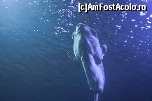 [P78] Oceanografic » foto by Muffin2009*
 - 
<span class="allrVoted glyphicon glyphicon-heart hidden" id="av420647"></span>
<a class="m-l-10 hidden" id="sv420647" onclick="voting_Foto_DelVot(,420647,5604)" role="button">șterge vot <span class="glyphicon glyphicon-remove"></span></a>
<a id="v9420647" class=" c-red"  onclick="voting_Foto_SetVot(420647)" role="button"><span class="glyphicon glyphicon-heart-empty"></span> <b>LIKE</b> = Votează poza</a> <img class="hidden"  id="f420647W9" src="/imagini/loader.gif" border="0" /><span class="AjErrMes hidden" id="e420647ErM"></span>
