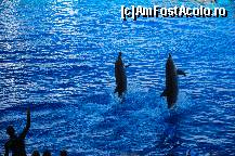 [P79] Spectacolul cu delfini » foto by Muffin2009*
 - 
<span class="allrVoted glyphicon glyphicon-heart hidden" id="av420648"></span>
<a class="m-l-10 hidden" id="sv420648" onclick="voting_Foto_DelVot(,420648,5604)" role="button">șterge vot <span class="glyphicon glyphicon-remove"></span></a>
<a id="v9420648" class=" c-red"  onclick="voting_Foto_SetVot(420648)" role="button"><span class="glyphicon glyphicon-heart-empty"></span> <b>LIKE</b> = Votează poza</a> <img class="hidden"  id="f420648W9" src="/imagini/loader.gif" border="0" /><span class="AjErrMes hidden" id="e420648ErM"></span>