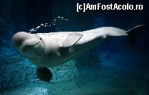 [P85] Oceanografic » foto by Muffin2009*
 - 
<span class="allrVoted glyphicon glyphicon-heart hidden" id="av420654"></span>
<a class="m-l-10 hidden" id="sv420654" onclick="voting_Foto_DelVot(,420654,5604)" role="button">șterge vot <span class="glyphicon glyphicon-remove"></span></a>
<a id="v9420654" class=" c-red"  onclick="voting_Foto_SetVot(420654)" role="button"><span class="glyphicon glyphicon-heart-empty"></span> <b>LIKE</b> = Votează poza</a> <img class="hidden"  id="f420654W9" src="/imagini/loader.gif" border="0" /><span class="AjErrMes hidden" id="e420654ErM"></span>