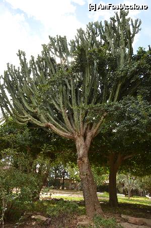 [P33] Jardines del Real, un cactus urias » foto by Muffin2009*
 - 
<span class="allrVoted glyphicon glyphicon-heart hidden" id="av421541"></span>
<a class="m-l-10 hidden" id="sv421541" onclick="voting_Foto_DelVot(,421541,5604)" role="button">șterge vot <span class="glyphicon glyphicon-remove"></span></a>
<a id="v9421541" class=" c-red"  onclick="voting_Foto_SetVot(421541)" role="button"><span class="glyphicon glyphicon-heart-empty"></span> <b>LIKE</b> = Votează poza</a> <img class="hidden"  id="f421541W9" src="/imagini/loader.gif" border="0" /><span class="AjErrMes hidden" id="e421541ErM"></span>