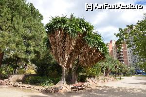 [P34] Jardines del Real, yucca urias » foto by Muffin2009*
 - 
<span class="allrVoted glyphicon glyphicon-heart hidden" id="av421542"></span>
<a class="m-l-10 hidden" id="sv421542" onclick="voting_Foto_DelVot(,421542,5604)" role="button">șterge vot <span class="glyphicon glyphicon-remove"></span></a>
<a id="v9421542" class=" c-red"  onclick="voting_Foto_SetVot(421542)" role="button"><span class="glyphicon glyphicon-heart-empty"></span> <b>LIKE</b> = Votează poza</a> <img class="hidden"  id="f421542W9" src="/imagini/loader.gif" border="0" /><span class="AjErrMes hidden" id="e421542ErM"></span>