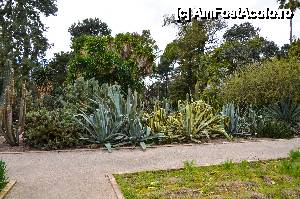 [P29] Agave si aloe, Gradina Botanica » foto by Muffin2009*
 - 
<span class="allrVoted glyphicon glyphicon-heart hidden" id="av431199"></span>
<a class="m-l-10 hidden" id="sv431199" onclick="voting_Foto_DelVot(,431199,5604)" role="button">șterge vot <span class="glyphicon glyphicon-remove"></span></a>
<a id="v9431199" class=" c-red"  onclick="voting_Foto_SetVot(431199)" role="button"><span class="glyphicon glyphicon-heart-empty"></span> <b>LIKE</b> = Votează poza</a> <img class="hidden"  id="f431199W9" src="/imagini/loader.gif" border="0" /><span class="AjErrMes hidden" id="e431199ErM"></span>