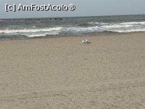 [P20] Doi pescăruşi pe plaja de la Sulina » foto by nicole33
 - 
<span class="allrVoted glyphicon glyphicon-heart hidden" id="av1522778"></span>
<a class="m-l-10 hidden" id="sv1522778" onclick="voting_Foto_DelVot(,1522778,5688)" role="button">șterge vot <span class="glyphicon glyphicon-remove"></span></a>
<a id="v91522778" class=" c-red"  onclick="voting_Foto_SetVot(1522778)" role="button"><span class="glyphicon glyphicon-heart-empty"></span> <b>LIKE</b> = Votează poza</a> <img class="hidden"  id="f1522778W9" src="/imagini/loader.gif" border="0" /><span class="AjErrMes hidden" id="e1522778ErM"></span>