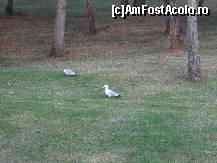 [P06]  -- <small>// FĂRĂ DESCRIERE</small> » foto by Silvie
 - 
<span class="allrVoted glyphicon glyphicon-heart hidden" id="av119514"></span>
<a class="m-l-10 hidden" id="sv119514" onclick="voting_Foto_DelVot(,119514,5695)" role="button">șterge vot <span class="glyphicon glyphicon-remove"></span></a>
<a id="v9119514" class=" c-red"  onclick="voting_Foto_SetVot(119514)" role="button"><span class="glyphicon glyphicon-heart-empty"></span> <b>LIKE</b> = Votează poza</a> <img class="hidden"  id="f119514W9" src="/imagini/loader.gif" border="0" /><span class="AjErrMes hidden" id="e119514ErM"></span>