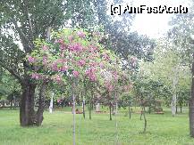 [P08] pomi infloriti la Timisoara - salcami roz » foto by kmy
 - 
<span class="allrVoted glyphicon glyphicon-heart hidden" id="av74125"></span>
<a class="m-l-10 hidden" id="sv74125" onclick="voting_Foto_DelVot(,74125,5744)" role="button">șterge vot <span class="glyphicon glyphicon-remove"></span></a>
<a id="v974125" class=" c-red"  onclick="voting_Foto_SetVot(74125)" role="button"><span class="glyphicon glyphicon-heart-empty"></span> <b>LIKE</b> = Votează poza</a> <img class="hidden"  id="f74125W9" src="/imagini/loader.gif" border="0" /><span class="AjErrMes hidden" id="e74125ErM"></span>