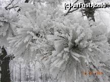 [P11] Frumuseti de gheata ... » foto by raoulp55
 - 
<span class="allrVoted glyphicon glyphicon-heart hidden" id="av146549"></span>
<a class="m-l-10 hidden" id="sv146549" onclick="voting_Foto_DelVot(,146549,5760)" role="button">șterge vot <span class="glyphicon glyphicon-remove"></span></a>
<a id="v9146549" class=" c-red"  onclick="voting_Foto_SetVot(146549)" role="button"><span class="glyphicon glyphicon-heart-empty"></span> <b>LIKE</b> = Votează poza</a> <img class="hidden"  id="f146549W9" src="/imagini/loader.gif" border="0" /><span class="AjErrMes hidden" id="e146549ErM"></span>