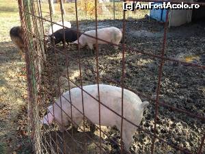 [P19] PORCI ROMANESTI » foto by Poiana Verde
 - 
<span class="allrVoted glyphicon glyphicon-heart hidden" id="av546754"></span>
<a class="m-l-10 hidden" id="sv546754" onclick="voting_Foto_DelVot(,546754,5762)" role="button">șterge vot <span class="glyphicon glyphicon-remove"></span></a>
<a id="v9546754" class=" c-red"  onclick="voting_Foto_SetVot(546754)" role="button"><span class="glyphicon glyphicon-heart-empty"></span> <b>LIKE</b> = Votează poza</a> <img class="hidden"  id="f546754W9" src="/imagini/loader.gif" border="0" /><span class="AjErrMes hidden" id="e546754ErM"></span>