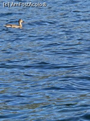 [P13] O ratusca pe lac » foto by fredutza
 - 
<span class="allrVoted glyphicon glyphicon-heart hidden" id="av1498971"></span>
<a class="m-l-10 hidden" id="sv1498971" onclick="voting_Foto_DelVot(,1498971,5763)" role="button">șterge vot <span class="glyphicon glyphicon-remove"></span></a>
<a id="v91498971" class=" c-red"  onclick="voting_Foto_SetVot(1498971)" role="button"><span class="glyphicon glyphicon-heart-empty"></span> <b>LIKE</b> = Votează poza</a> <img class="hidden"  id="f1498971W9" src="/imagini/loader.gif" border="0" /><span class="AjErrMes hidden" id="e1498971ErM"></span>