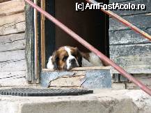 [P19] Unul din paznicii locatiei » foto by ionescunic
 - 
<span class="allrVoted glyphicon glyphicon-heart hidden" id="av60659"></span>
<a class="m-l-10 hidden" id="sv60659" onclick="voting_Foto_DelVot(,60659,5764)" role="button">șterge vot <span class="glyphicon glyphicon-remove"></span></a>
<a id="v960659" class=" c-red"  onclick="voting_Foto_SetVot(60659)" role="button"><span class="glyphicon glyphicon-heart-empty"></span> <b>LIKE</b> = Votează poza</a> <img class="hidden"  id="f60659W9" src="/imagini/loader.gif" border="0" /><span class="AjErrMes hidden" id="e60659ErM"></span>