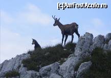 [P13] O mamica grijulie ce isi supravegheaza atent puiutul. Se uita cand la el, cand la noi. » foto by Claudiu U.
 - 
<span class="allrVoted glyphicon glyphicon-heart hidden" id="av121894"></span>
<a class="m-l-10 hidden" id="sv121894" onclick="voting_Foto_DelVot(,121894,5764)" role="button">șterge vot <span class="glyphicon glyphicon-remove"></span></a>
<a id="v9121894" class=" c-red"  onclick="voting_Foto_SetVot(121894)" role="button"><span class="glyphicon glyphicon-heart-empty"></span> <b>LIKE</b> = Votează poza</a> <img class="hidden"  id="f121894W9" src="/imagini/loader.gif" border="0" /><span class="AjErrMes hidden" id="e121894ErM"></span>