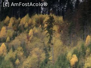 [P31] padurea de arama » foto by Dan&Ema
 - 
<span class="allrVoted glyphicon glyphicon-heart hidden" id="av1201829"></span>
<a class="m-l-10 hidden" id="sv1201829" onclick="voting_Foto_DelVot(,1201829,5764)" role="button">șterge vot <span class="glyphicon glyphicon-remove"></span></a>
<a id="v91201829" class=" c-red"  onclick="voting_Foto_SetVot(1201829)" role="button"><span class="glyphicon glyphicon-heart-empty"></span> <b>LIKE</b> = Votează poza</a> <img class="hidden"  id="f1201829W9" src="/imagini/loader.gif" border="0" /><span class="AjErrMes hidden" id="e1201829ErM"></span>