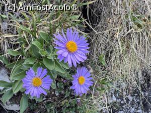 [P06] Ochiul Boului de Munte sau Steluța Vanata » foto by Mika
 - 
<span class="allrVoted glyphicon glyphicon-heart hidden" id="av1491762"></span>
<a class="m-l-10 hidden" id="sv1491762" onclick="voting_Foto_DelVot(,1491762,5764)" role="button">șterge vot <span class="glyphicon glyphicon-remove"></span></a>
<a id="v91491762" class=" c-red"  onclick="voting_Foto_SetVot(1491762)" role="button"><span class="glyphicon glyphicon-heart-empty"></span> <b>LIKE</b> = Votează poza</a> <img class="hidden"  id="f1491762W9" src="/imagini/loader.gif" border="0" /><span class="AjErrMes hidden" id="e1491762ErM"></span>