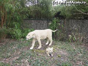[P39] Safari Tour » foto by ariciu*
 - 
<span class="allrVoted glyphicon glyphicon-heart hidden" id="av609928"></span>
<a class="m-l-10 hidden" id="sv609928" onclick="voting_Foto_DelVot(,609928,5812)" role="button">șterge vot <span class="glyphicon glyphicon-remove"></span></a>
<a id="v9609928" class=" c-red"  onclick="voting_Foto_SetVot(609928)" role="button"><span class="glyphicon glyphicon-heart-empty"></span> <b>LIKE</b> = Votează poza</a> <img class="hidden"  id="f609928W9" src="/imagini/loader.gif" border="0" /><span class="AjErrMes hidden" id="e609928ErM"></span>