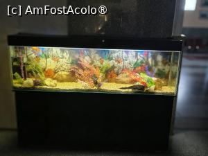 [P17] Acvariu din gara de nord » foto by Opelantara
 - 
<span class="allrVoted glyphicon glyphicon-heart hidden" id="av1498341"></span>
<a class="m-l-10 hidden" id="sv1498341" onclick="voting_Foto_DelVot(,1498341,5834)" role="button">șterge vot <span class="glyphicon glyphicon-remove"></span></a>
<a id="v91498341" class=" c-red"  onclick="voting_Foto_SetVot(1498341)" role="button"><span class="glyphicon glyphicon-heart-empty"></span> <b>LIKE</b> = Votează poza</a> <img class="hidden"  id="f1498341W9" src="/imagini/loader.gif" border="0" /><span class="AjErrMes hidden" id="e1498341ErM"></span>
