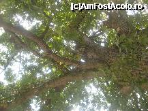 [P24] Iata si un reprezentant al batranilor stejari, motiv de litigiu intre 'ecologisti' si 'afaceristi' » foto by dorgo
 - 
<span class="allrVoted glyphicon glyphicon-heart hidden" id="av258212"></span>
<a class="m-l-10 hidden" id="sv258212" onclick="voting_Foto_DelVot(,258212,5855)" role="button">șterge vot <span class="glyphicon glyphicon-remove"></span></a>
<a id="v9258212" class=" c-red"  onclick="voting_Foto_SetVot(258212)" role="button"><span class="glyphicon glyphicon-heart-empty"></span> <b>LIKE</b> = Votează poza</a> <img class="hidden"  id="f258212W9" src="/imagini/loader.gif" border="0" /><span class="AjErrMes hidden" id="e258212ErM"></span>