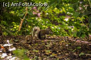 [P13] Veveriță în Sefton Park » foto by alxmst
 - 
<span class="allrVoted glyphicon glyphicon-heart hidden" id="av1163829"></span>
<a class="m-l-10 hidden" id="sv1163829" onclick="voting_Foto_DelVot(,1163829,5858)" role="button">șterge vot <span class="glyphicon glyphicon-remove"></span></a>
<a id="v91163829" class=" c-red"  onclick="voting_Foto_SetVot(1163829)" role="button"><span class="glyphicon glyphicon-heart-empty"></span> <b>LIKE</b> = Votează poza</a> <img class="hidden"  id="f1163829W9" src="/imagini/loader.gif" border="0" /><span class="AjErrMes hidden" id="e1163829ErM"></span>