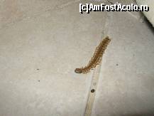 [P08]  -- <small>// FĂRĂ DESCRIERE</small> » foto by MARIA-ADRIANA*
 - 
<span class="allrVoted glyphicon glyphicon-heart hidden" id="av78287"></span>
<a class="m-l-10 hidden" id="sv78287" onclick="voting_Foto_DelVot(,78287,5859)" role="button">șterge vot <span class="glyphicon glyphicon-remove"></span></a>
<a id="v978287" class=" c-red"  onclick="voting_Foto_SetVot(78287)" role="button"><span class="glyphicon glyphicon-heart-empty"></span> <b>LIKE</b> = Votează poza</a> <img class="hidden"  id="f78287W9" src="/imagini/loader.gif" border="0" /><span class="AjErrMes hidden" id="e78287ErM"></span>