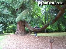 [P05] In parcul castelului, arbori ce probabil au vazut multa istorie. » foto by vioricapetrescu*
 - 
<span class="allrVoted glyphicon glyphicon-heart hidden" id="av156186"></span>
<a class="m-l-10 hidden" id="sv156186" onclick="voting_Foto_DelVot(,156186,5887)" role="button">șterge vot <span class="glyphicon glyphicon-remove"></span></a>
<a id="v9156186" class=" c-red"  onclick="voting_Foto_SetVot(156186)" role="button"><span class="glyphicon glyphicon-heart-empty"></span> <b>LIKE</b> = Votează poza</a> <img class="hidden"  id="f156186W9" src="/imagini/loader.gif" border="0" /><span class="AjErrMes hidden" id="e156186ErM"></span>