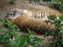 [P07] doi tigri de la gradina zoologica din Brasov » foto by liz5
 - 
<span class="allrVoted glyphicon glyphicon-heart hidden" id="av79363"></span>
<a class="m-l-10 hidden" id="sv79363" onclick="voting_Foto_DelVot(,79363,5893)" role="button">șterge vot <span class="glyphicon glyphicon-remove"></span></a>
<a id="v979363" class=" c-red"  onclick="voting_Foto_SetVot(79363)" role="button"><span class="glyphicon glyphicon-heart-empty"></span> <b>LIKE</b> = Votează poza</a> <img class="hidden"  id="f79363W9" src="/imagini/loader.gif" border="0" /><span class="AjErrMes hidden" id="e79363ErM"></span>