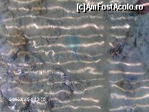 [P17] pisica de mare fotografiata printe sipcile de la ponton » foto by kywy
 - 
<span class="allrVoted glyphicon glyphicon-heart hidden" id="av87601"></span>
<a class="m-l-10 hidden" id="sv87601" onclick="voting_Foto_DelVot(,87601,5940)" role="button">șterge vot <span class="glyphicon glyphicon-remove"></span></a>
<a id="v987601" class=" c-red"  onclick="voting_Foto_SetVot(87601)" role="button"><span class="glyphicon glyphicon-heart-empty"></span> <b>LIKE</b> = Votează poza</a> <img class="hidden"  id="f87601W9" src="/imagini/loader.gif" border="0" /><span class="AjErrMes hidden" id="e87601ErM"></span>