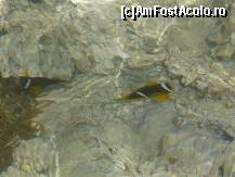 [P07] Nemo?? » foto by luckyif
 - 
<span class="allrVoted glyphicon glyphicon-heart hidden" id="av88505"></span>
<a class="m-l-10 hidden" id="sv88505" onclick="voting_Foto_DelVot(,88505,5940)" role="button">șterge vot <span class="glyphicon glyphicon-remove"></span></a>
<a id="v988505" class=" c-red"  onclick="voting_Foto_SetVot(88505)" role="button"><span class="glyphicon glyphicon-heart-empty"></span> <b>LIKE</b> = Votează poza</a> <img class="hidden"  id="f88505W9" src="/imagini/loader.gif" border="0" /><span class="AjErrMes hidden" id="e88505ErM"></span>