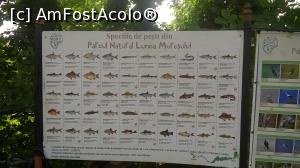 [P11] speciile de pesti care se gasesc in Parcul Natural Lunca Muresului » foto by zlatna
 - 
<span class="allrVoted glyphicon glyphicon-heart hidden" id="av784543"></span>
<a class="m-l-10 hidden" id="sv784543" onclick="voting_Foto_DelVot(,784543,5949)" role="button">șterge vot <span class="glyphicon glyphicon-remove"></span></a>
<a id="v9784543" class=" c-red"  onclick="voting_Foto_SetVot(784543)" role="button"><span class="glyphicon glyphicon-heart-empty"></span> <b>LIKE</b> = Votează poza</a> <img class="hidden"  id="f784543W9" src="/imagini/loader.gif" border="0" /><span class="AjErrMes hidden" id="e784543ErM"></span>