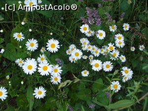 [P14]  -- <small>// FĂRĂ DESCRIERE</small> » foto by Slider Zoltan
 - 
<span class="allrVoted glyphicon glyphicon-heart hidden" id="av754101"></span>
<a class="m-l-10 hidden" id="sv754101" onclick="voting_Foto_DelVot(,754101,5952)" role="button">șterge vot <span class="glyphicon glyphicon-remove"></span></a>
<a id="v9754101" class=" c-red"  onclick="voting_Foto_SetVot(754101)" role="button"><span class="glyphicon glyphicon-heart-empty"></span> <b>LIKE</b> = Votează poza</a> <img class="hidden"  id="f754101W9" src="/imagini/loader.gif" border="0" /><span class="AjErrMes hidden" id="e754101ErM"></span>