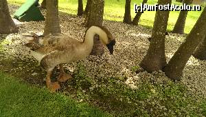 [P34]  -- <small>// FĂRĂ DESCRIERE</small> » foto by lalely
 - 
<span class="allrVoted glyphicon glyphicon-heart hidden" id="av518054"></span>
<a class="m-l-10 hidden" id="sv518054" onclick="voting_Foto_DelVot(,518054,5988)" role="button">șterge vot <span class="glyphicon glyphicon-remove"></span></a>
<a id="v9518054" class=" c-red"  onclick="voting_Foto_SetVot(518054)" role="button"><span class="glyphicon glyphicon-heart-empty"></span> <b>LIKE</b> = Votează poza</a> <img class="hidden"  id="f518054W9" src="/imagini/loader.gif" border="0" /><span class="AjErrMes hidden" id="e518054ErM"></span>