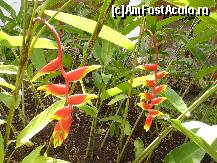 [P21] Flori necunoscute mie. » foto by GYL*
 - 
<span class="allrVoted glyphicon glyphicon-heart hidden" id="av317827"></span>
<a class="m-l-10 hidden" id="sv317827" onclick="voting_Foto_DelVot(,317827,5988)" role="button">șterge vot <span class="glyphicon glyphicon-remove"></span></a>
<a id="v9317827" class=" c-red"  onclick="voting_Foto_SetVot(317827)" role="button"><span class="glyphicon glyphicon-heart-empty"></span> <b>LIKE</b> = Votează poza</a> <img class="hidden"  id="f317827W9" src="/imagini/loader.gif" border="0" /><span class="AjErrMes hidden" id="e317827ErM"></span>