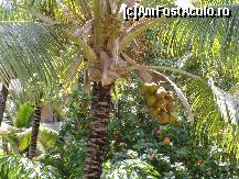 [P22] Cocotier in parg. » foto by GYL*
 - 
<span class="allrVoted glyphicon glyphicon-heart hidden" id="av317828"></span>
<a class="m-l-10 hidden" id="sv317828" onclick="voting_Foto_DelVot(,317828,5988)" role="button">șterge vot <span class="glyphicon glyphicon-remove"></span></a>
<a id="v9317828" class=" c-red"  onclick="voting_Foto_SetVot(317828)" role="button"><span class="glyphicon glyphicon-heart-empty"></span> <b>LIKE</b> = Votează poza</a> <img class="hidden"  id="f317828W9" src="/imagini/loader.gif" border="0" /><span class="AjErrMes hidden" id="e317828ErM"></span>