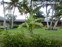 [P38] Bananul pitic de Guatemala. » foto by GYL*
 - 
<span class="allrVoted glyphicon glyphicon-heart hidden" id="av317844"></span>
<a class="m-l-10 hidden" id="sv317844" onclick="voting_Foto_DelVot(,317844,5988)" role="button">șterge vot <span class="glyphicon glyphicon-remove"></span></a>
<a id="v9317844" class=" c-red"  onclick="voting_Foto_SetVot(317844)" role="button"><span class="glyphicon glyphicon-heart-empty"></span> <b>LIKE</b> = Votează poza</a> <img class="hidden"  id="f317844W9" src="/imagini/loader.gif" border="0" /><span class="AjErrMes hidden" id="e317844ErM"></span>